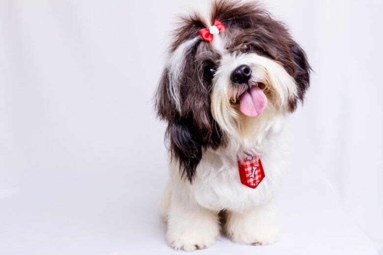 Najpopularniejsze chińskie rasy psów